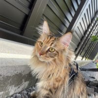 にゃんと(*^^*)