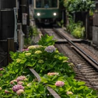 四葩の頃【成就院】震災復興の願いを込めた移植を経た今、2025年の新たな紫陽花風景