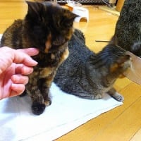 ハナさん初七日