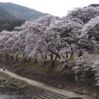 近江一　鮎河千本桜！！