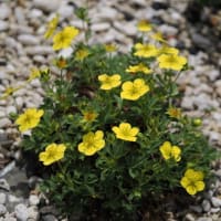 あじさいが咲き始めた六甲高山植物園にて（PartⅢ）