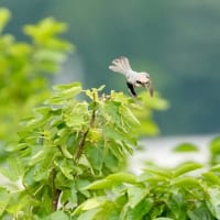 モズの飛翔