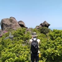 高千穂峰－二子石（霧島山系）のミヤマキリシマ