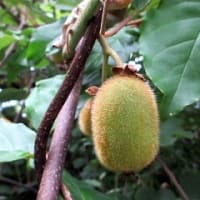 田んぼの見回りです