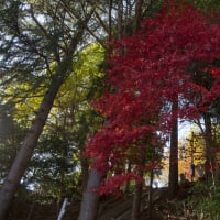 色付き始めた八幡神社の大樹