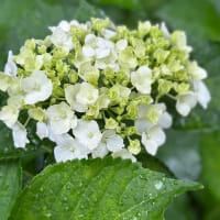 雨の中の紫陽花散歩