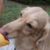 ソフトクリームはバニラが好き