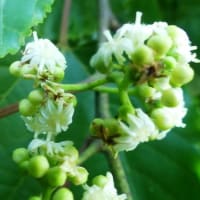 水戸の樹木の花(10)