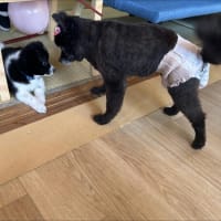 みなみトライアルへ　そしてセラピードッグも