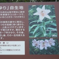 梅雨明けの長野山