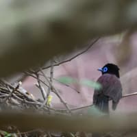 サンコウチョウなど