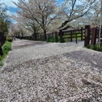 雨上がり、山崎川は花吹雪🌸
