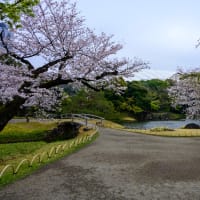 「小石川後楽園の桜」