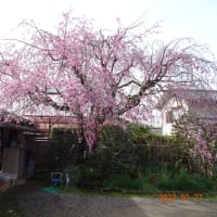 庭の枝垂れ桜の開花は　まだだよ！