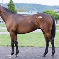 JRA競走に勝ったセール出身馬紹介(2025/7/5-6､17頭)
