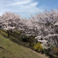 新光風台の桜（水曜ウォーク）
