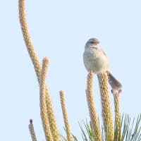 06/06探鳥記録写真-2：はまゆう公園の鳥たち-2（コゲラ、ウグイス、ホオジロ、紫陽花、）
