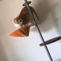うちのねこさん