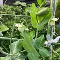 朝の草刈りとスナップえんどう