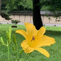７月のTGさんの京都御苑写真館