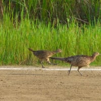 淀川左岸のキジ ♂ ♀ ・・・ 7月25日 豊里大橋下流で