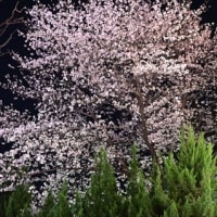  2025年4月5日　東京散歩（二回目）　その3　（神楽坂）