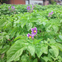 じゃがいもとサボテンの花