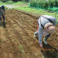 除草後、大麦の播種、潅水