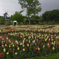 ふなばしアンデルセン公園の今時期の花