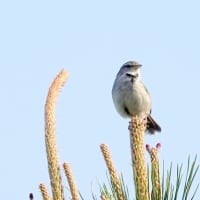04/24探鳥記録写真：はまゆう公園の鳥たち（ウグイス,ガビチョウ、カワラヒワ、）