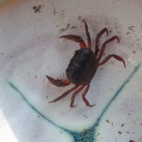 今日のご質問にお答えしてと、暑い日が続く話とサワガニと