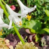 ノウゼンカズラ（凌霄花）