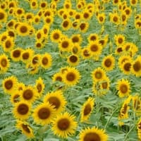 人類はみんな神からでているのです。