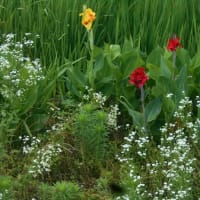 梅雨の野の花木など