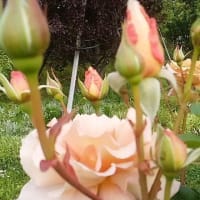 5月7日　花菜ガーデン薔薇の競演
