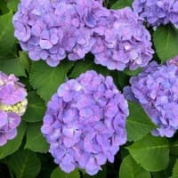 紫陽花