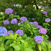 松戸　本土寺に行きました