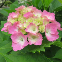 この色が好き(*^-^*)　わが家の紫陽花♪