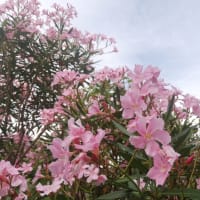 コロナ陽性日記（4）～娑婆の空気～