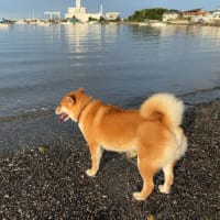 1本のイチョウの木に雄の葉と雌の葉が？！