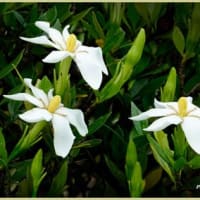 クチナシの花