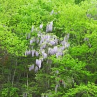 フジの花が満開です