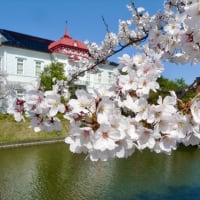鶴岡公園の桜満開