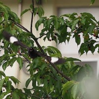 近所の公園のハッカチョウ