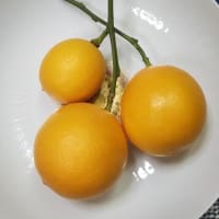 ことしの檸檬
