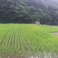 田んぼオーナー　除草作業