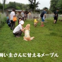 犬舎（ブリーダー）オフ会