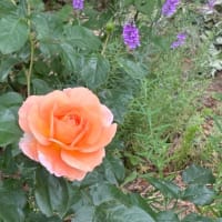 ６月の庭は次々とお花が　