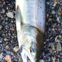 英人丸最終日の釣果
