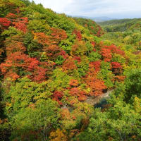 松川渓谷の紅葉～森の大橋からの絶景～岩手県  八幡平市 